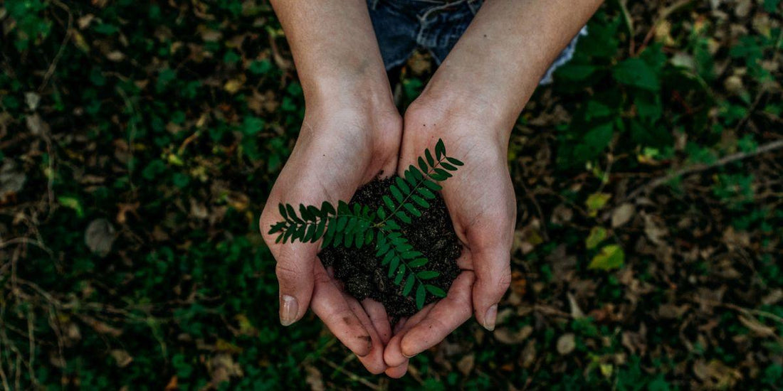 Handen houden jonge plant met aarde, duurzaam en natuurlijk
