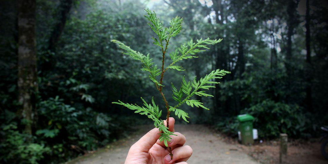 Hand houdt groen blad vast in bos, natuurlijke inspiratie voor duurzame houten spellen