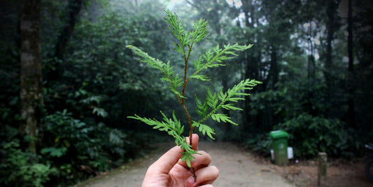 Hand houdt groen blad vast in bos, natuurlijke inspiratie voor duurzame houten spellen